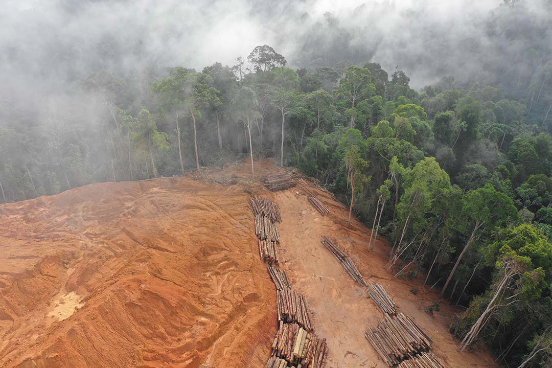 Brazil deforestation