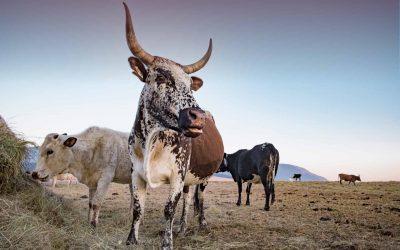 Climate Transition Risk Analyst Brief: Colombian Cattle