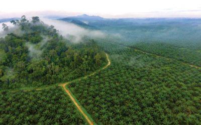 Climate Transitions in Indonesian Palm Oil: Seizing the Opportunity, Managing the Risk