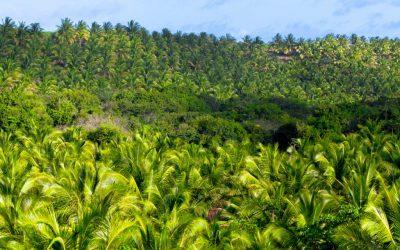 Climate Transition Risk Analyst Brief: Peruvian Palm Oil