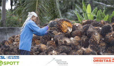 Evaluating the Universe of Risks in Indonesia Palm Oil