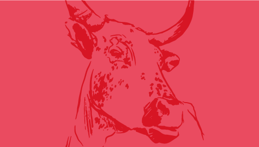 A herd of cattle rush toward the camera