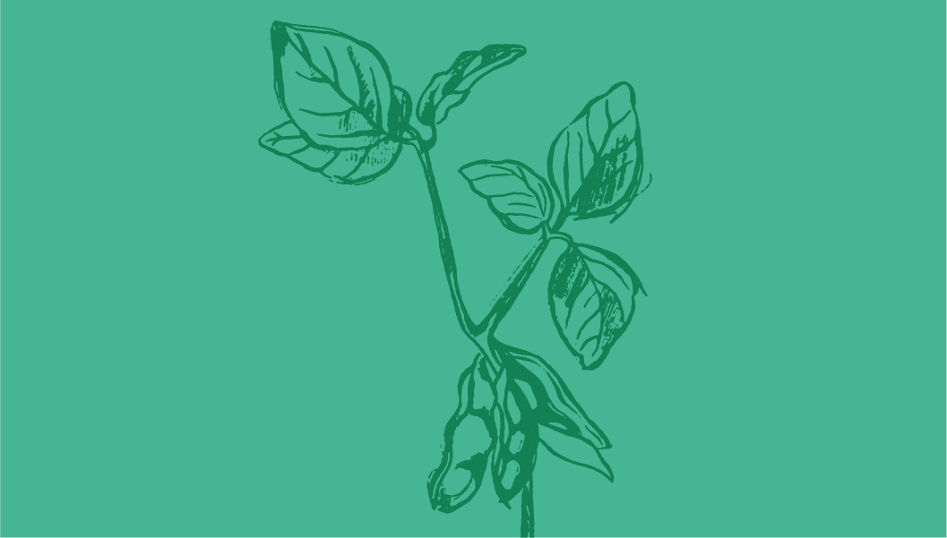 A herd of cattle rush toward the camera