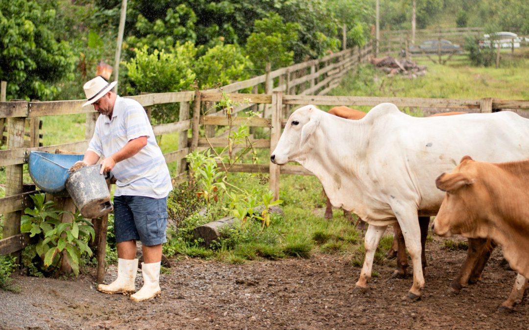 Financial Risks and Opportunities in the Age of Global Climate Action: a Brazilian agribusiness case study