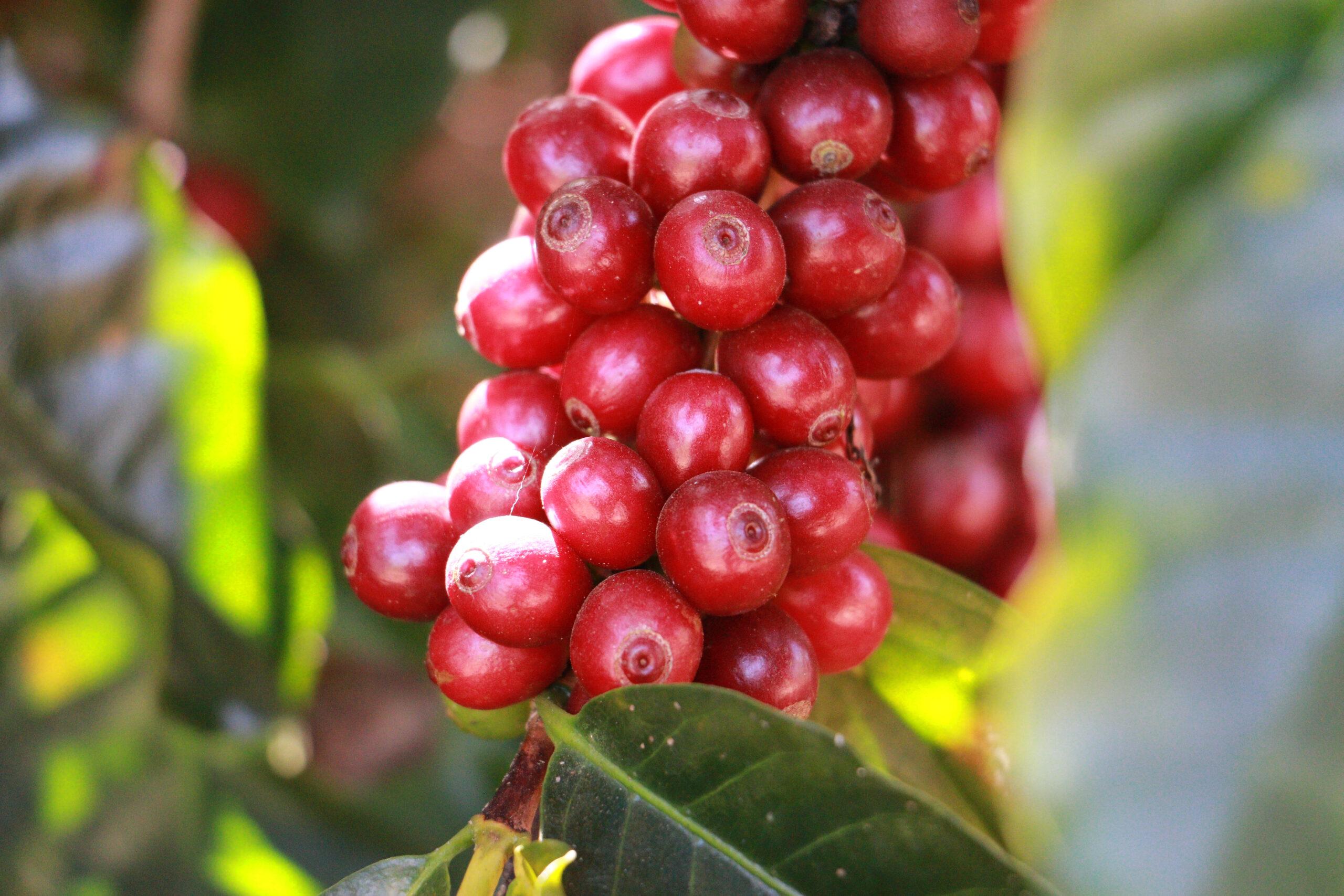 Coffee commodity impacted by climate policy trends