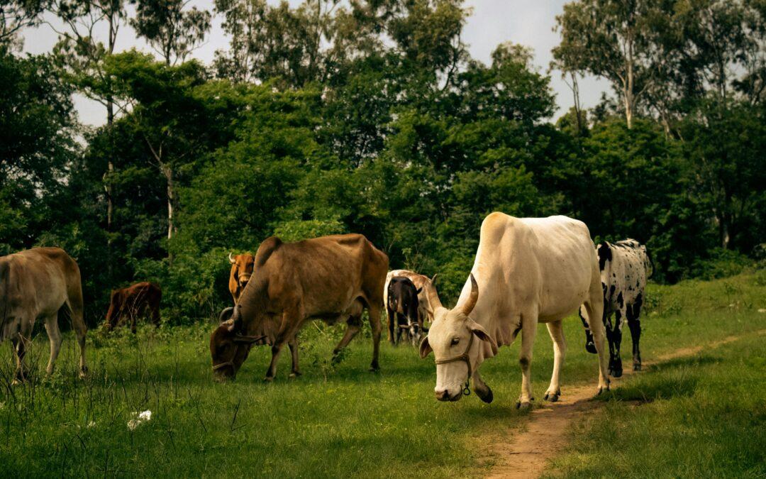 India’s Dairy Sector Could See Emerging Opportunities Spoil If It Fails to Manage Climate Transition Risks