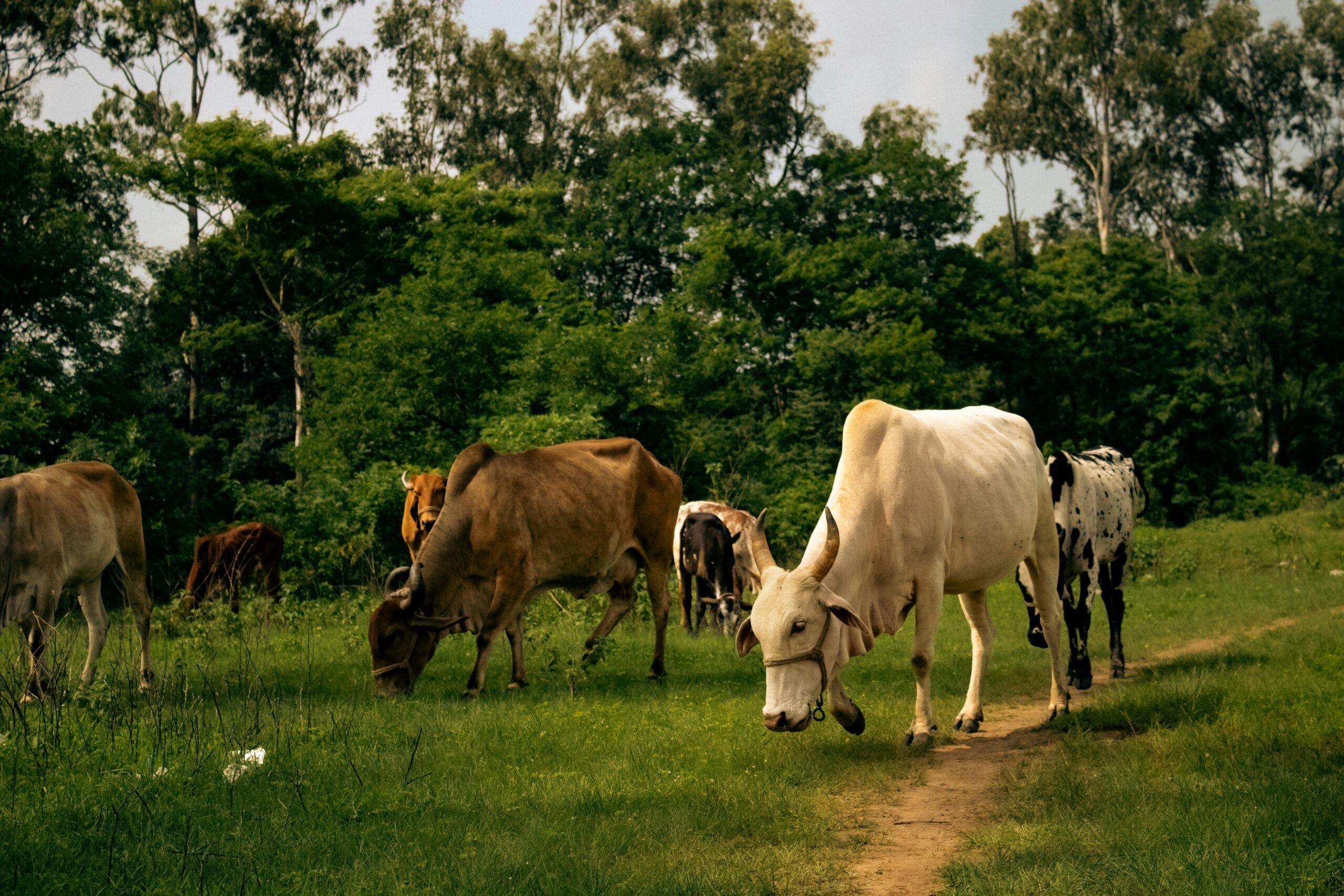 India's Dairy Sector Cows