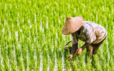 Rice Emissions Are Driving Climate Transitions for the Sector