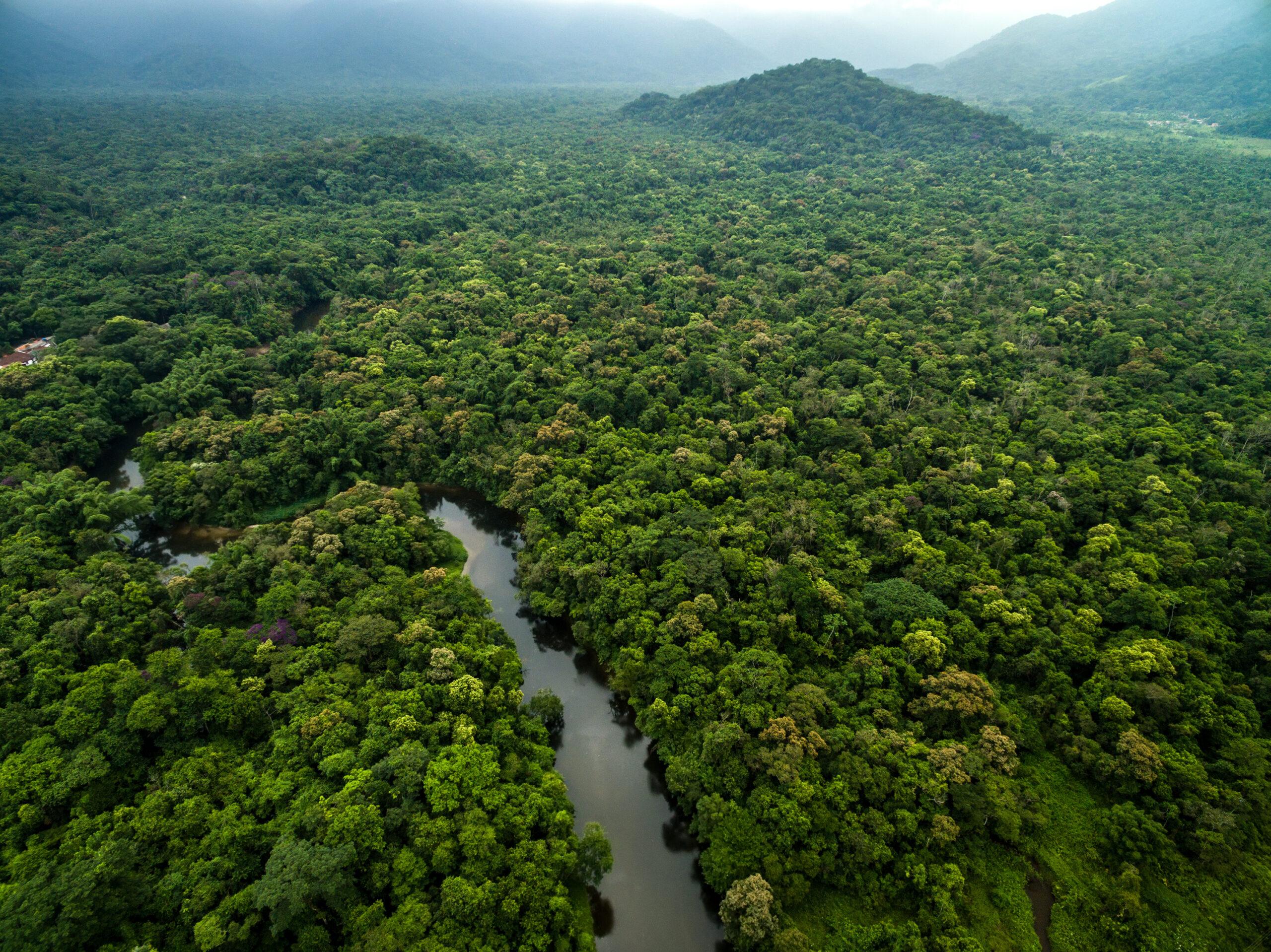 Brazilian rainforest
