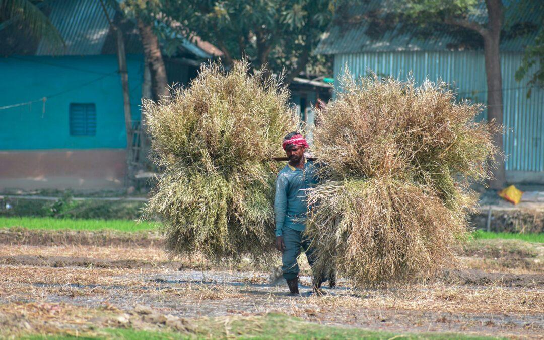 Regional Variations in Climate Transition Risks in the Forest, Land, and Agriculture (FLAG) Sector