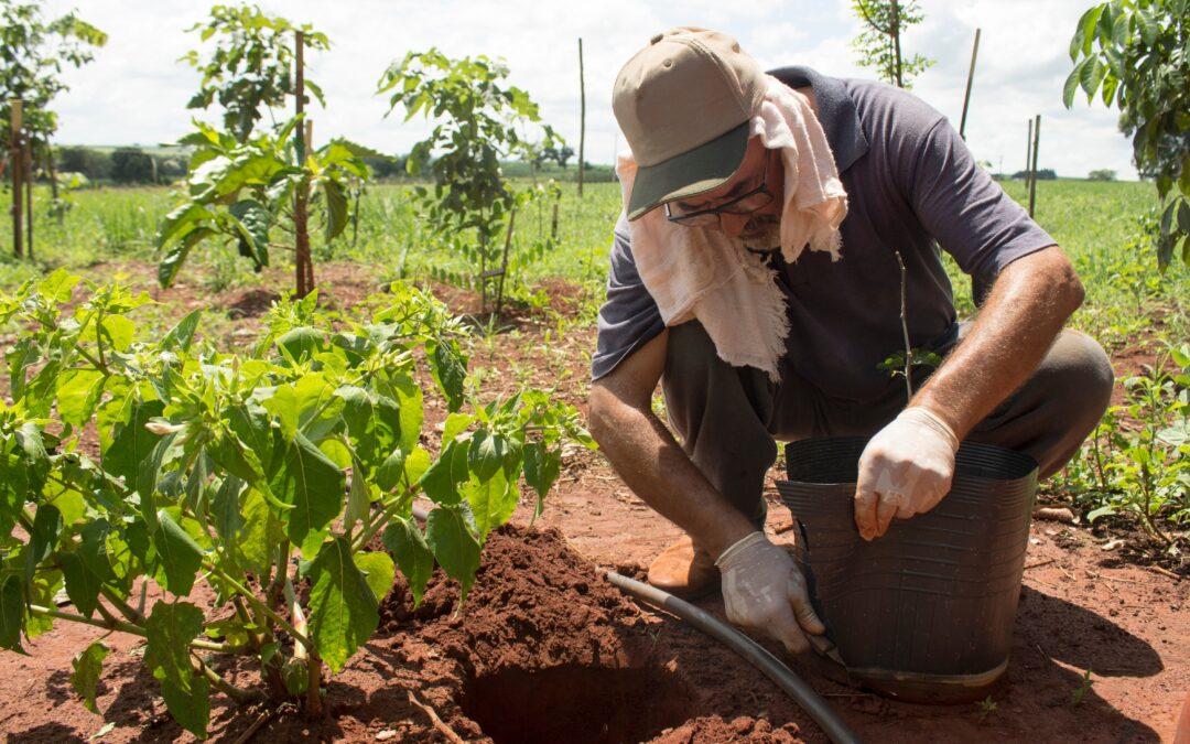 Brazilian Forest Restoration Market Can Unlock $141 Billion In Value
