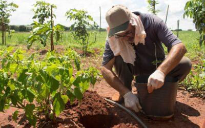 Brazilian Forest Restoration Market Can Unlock $141 Billion In Value