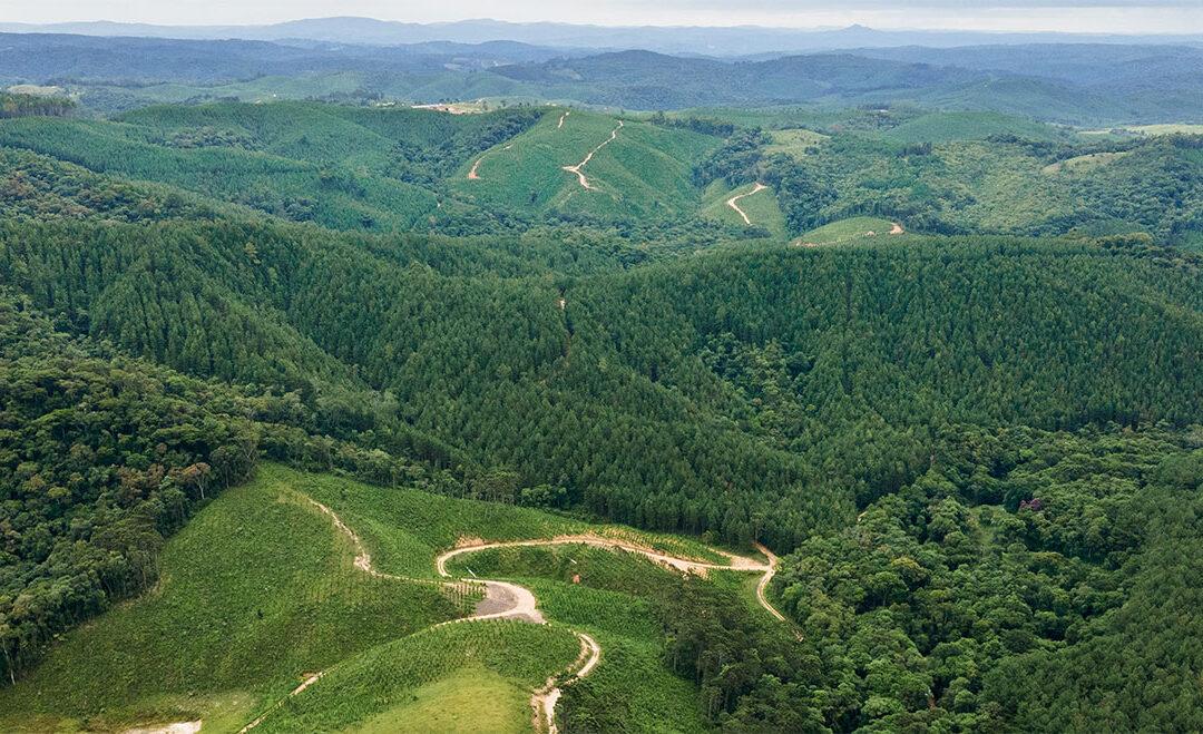 Brazil’s Forest Restoration Opportunity: Why Global Investors Should Take Note