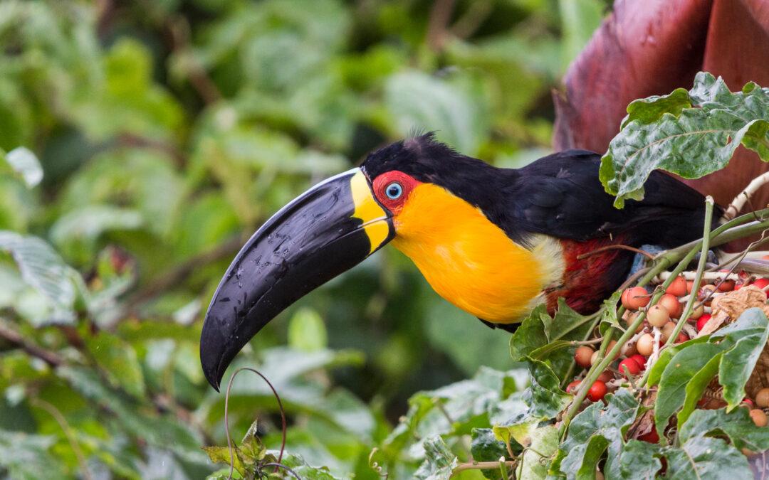 How investors can unlock Brazil’s natural capital opportunities at scale