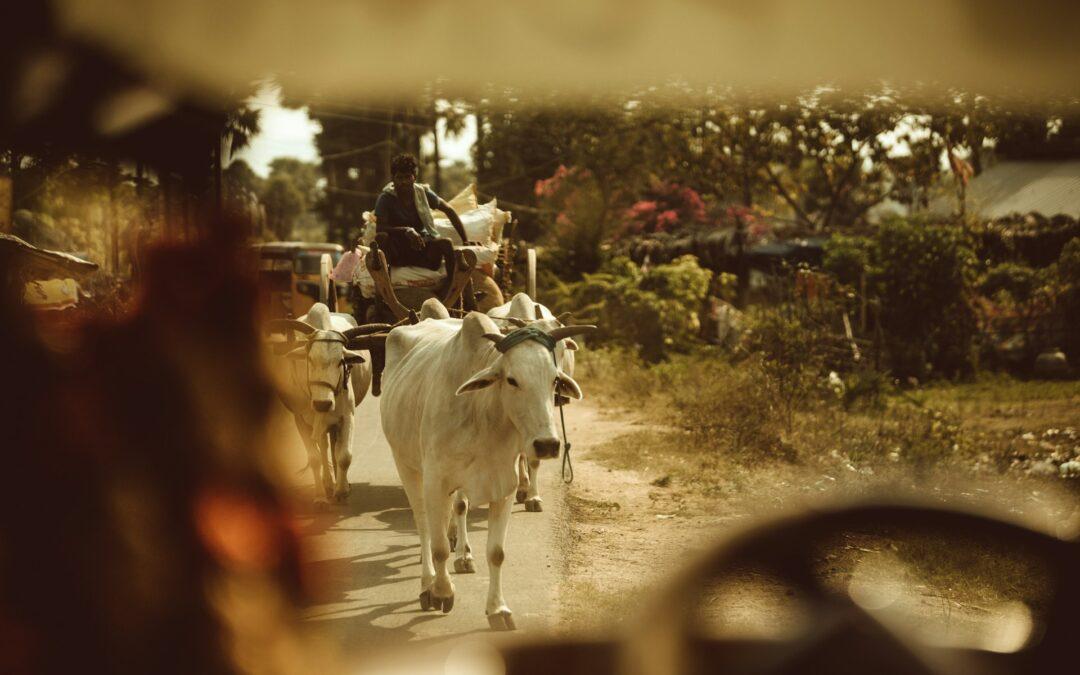 India’s Cattle Sector: Growth, Climate Transitions, and Global Opportunity